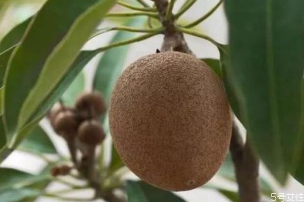 什么是人心果 人心果可以吃嗎 什么是人心果 人心果可以吃嗎