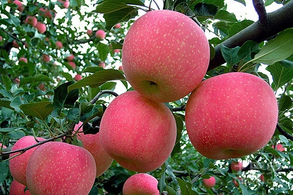 吃煮蘋果有什么功效 煮蘋果多長時間好 吃煮蘋果有什么功效 煮蘋果多長時間好