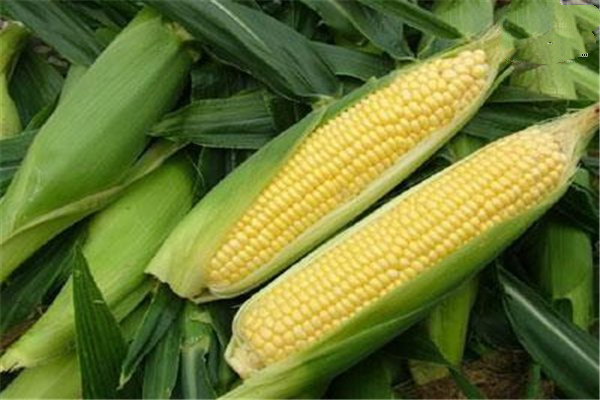 吃玉米的最佳時間 玉米?？梢灾竺鏃l嗎