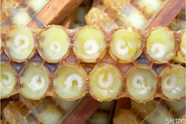 蜂王漿的作用與功效 蜂王漿的保質(zhì)期是多久 蜂王漿的作用與功效 蜂王漿的保質(zhì)期是多久