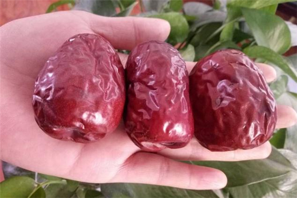 狗頭棗是哪里的特產(chǎn) 狗頭棗的來歷 狗頭棗是哪里的特產(chǎn) 狗頭棗的來歷