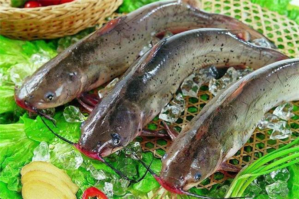 清江魚和鯰魚的區(qū)別 清江魚和鯰魚哪個(gè)好吃 清江魚和鯰魚的區(qū)別 清江魚和鯰魚哪個(gè)好吃