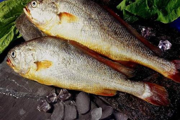 怎么挑選新鮮的黃魚 黃魚是黃花魚嗎 怎么挑選新鮮的黃魚 黃魚是黃花魚嗎