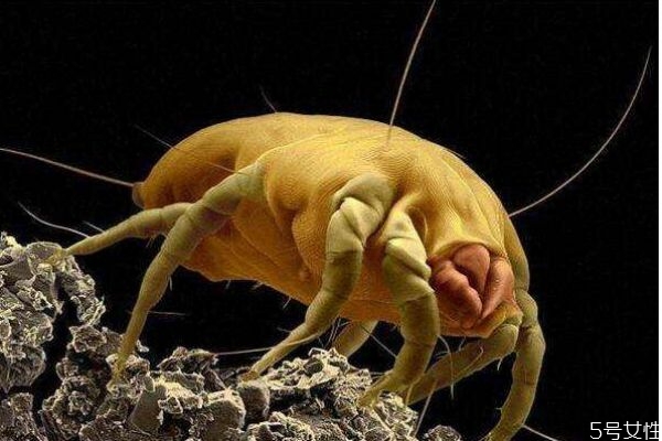 電熱毯能除螨蟲(chóng)嗎 怎么判斷床上有沒(méi)有螨蟲(chóng)