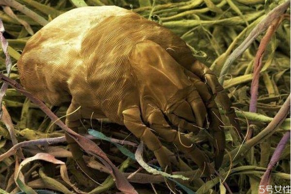 電熱毯能除螨蟲(chóng)嗎 怎么判斷床上有沒(méi)有螨蟲(chóng)