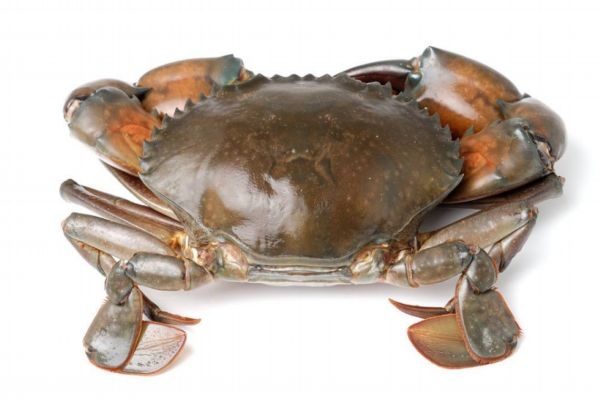 一般螃蟹多大 4兩的螃蟹多大 一般螃蟹多大 4兩的螃蟹多大