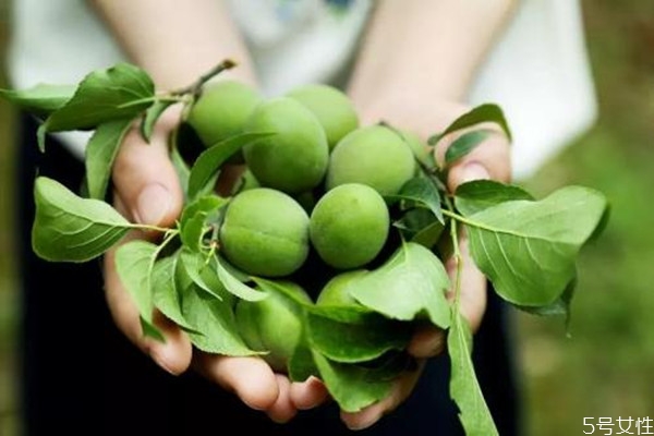 青梅如何保存 青梅怎么腌制好 青梅如何保存 青梅怎么腌制好