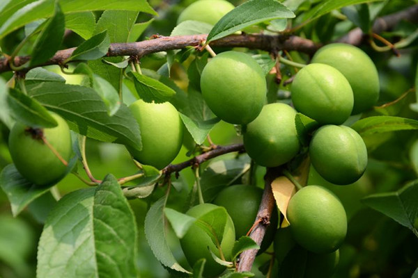 青梅怎么吃好吃 吃青梅怎樣能不澀 青梅怎么吃好吃 吃青梅怎樣能不澀