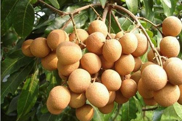 吃龍眼對睡眠有幫助嗎 龍眼變質了是怎樣的 吃龍眼對睡眠有幫助嗎 龍眼變質了是怎樣的