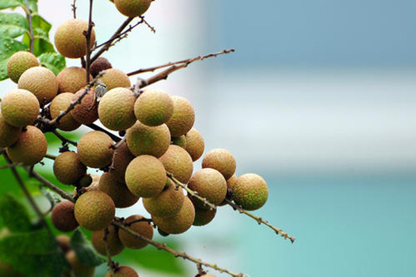 龍眼變軟了還能吃嗎 常溫下龍眼能放幾天 龍眼變軟了還能吃嗎 常溫下龍眼能放幾天