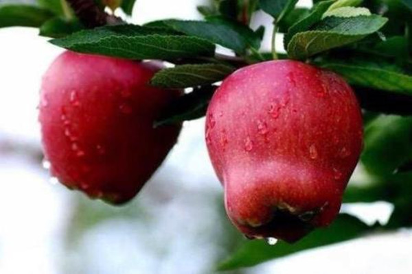 蛇果為什么是硬的 蛇果上有蠟?zāi)艹詥? alt=