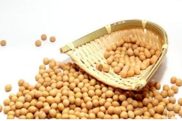 黃豆有什么營養(yǎng)價(jià)值 吃黃豆注意什么 黃豆有什么營養(yǎng)價(jià)值 吃黃豆注意什么