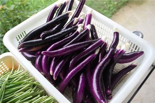 秋天的茄子可以吃嗎 吃茄子要注意什么 秋天的茄子可以吃嗎 吃茄子要注意什么