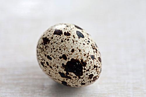 鵪鶉蛋是什么鳥下的蛋 鵪鶉蛋一天適合吃多少 鵪鶉蛋是什么鳥下的蛋 鵪鶉蛋一天適合吃多少