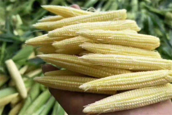 玉米筍是玉米嗎 玉米筍是整個(gè)吃嗎 玉米筍是玉米嗎 玉米筍是整個(gè)吃嗎