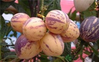 人參果長(zhǎng)的好還是圓的好 人參果沒(méi)熟能吃嗎