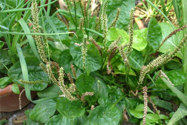 車前草能去濕氣嗎 車前草怎么喝去濕氣 車前草能去濕氣嗎 車前草怎么喝去濕氣