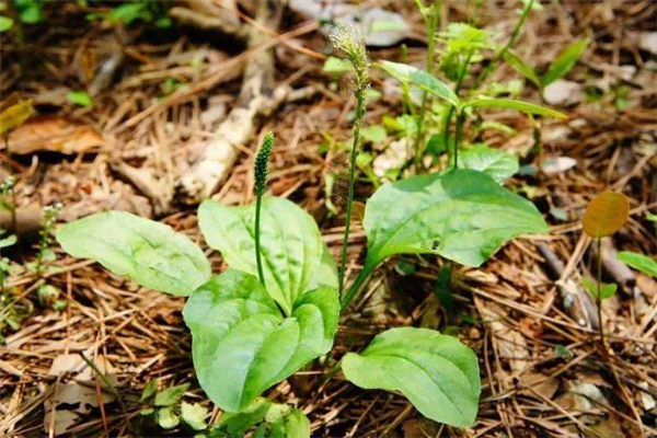 車(chē)前草可以生吃嗎 車(chē)前草可以炒著吃嗎