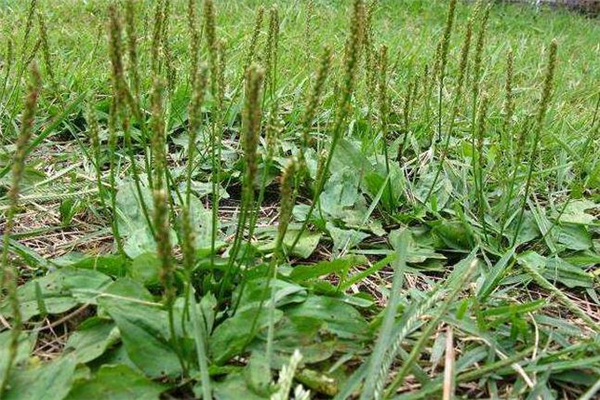 車前草熬水煮多長時間 車前草熬水一天喝多少 車前草熬水煮多長時間 車前草熬水一天喝多少