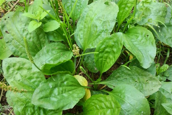喝車前草拉肚子怎么辦 喝車前草為什么會拉肚子 喝車前草拉肚子怎么辦 喝車前草為什么會拉肚子