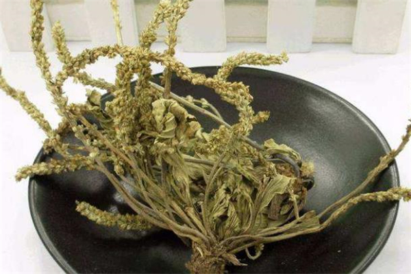 車前草干的和濕的有什么區(qū)別 車前草怎么曬干 車前草干的和濕的有什么區(qū)別 車前草怎么曬干