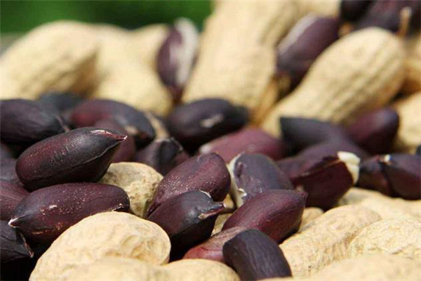 黑皮花生和紅皮花生哪個好 黑皮花生怎么吃 黑皮花生和紅皮花生哪個好 黑皮花生怎么吃