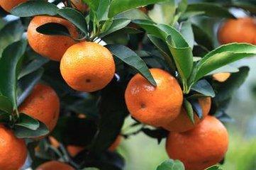 砂糖橘的皮怎么做陳皮 砂糖橘的皮適合泡水喝嗎 砂糖橘的皮怎么做陳皮 砂糖橘的皮適合泡水喝嗎