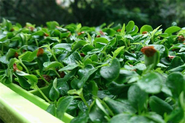 香椿苗的做法 香椿苗適合哪些人吃 香椿苗的做法 香椿苗適合哪些人吃