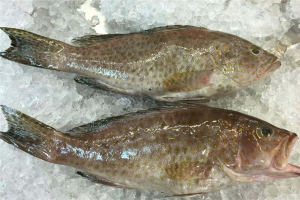 吃石斑魚為什么不能喝酒 吃石斑魚喝酒會怎樣 吃石斑魚為什么不能喝酒 吃石斑魚喝酒會怎樣