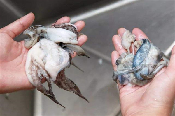 墨魚煮多長時間能熟 水煮墨魚的做法 墨魚煮多長時間能熟 水煮墨魚的做法