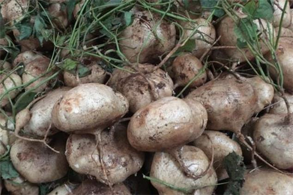 涼薯一天吃多少合適 糖尿病可以吃涼薯嗎 涼薯一天吃多少合適 糖尿病可以吃涼薯嗎