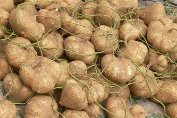 涼薯變色了還能吃嗎 涼薯發(fā)芽了有毒嗎 涼薯變色了還能吃嗎 涼薯發(fā)芽了有毒嗎