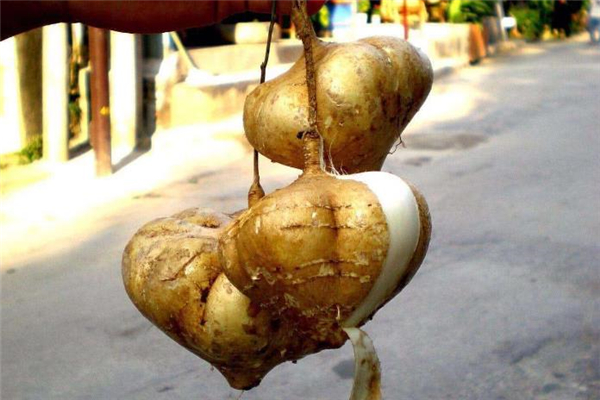 涼薯放久了還能吃嗎 涼薯的葉子能吃嗎 涼薯放久了還能吃嗎 涼薯的葉子能吃嗎