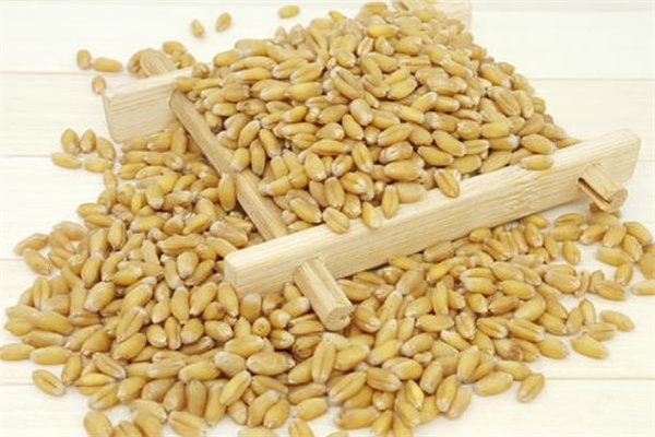浮小麥每天吃多少合適 浮小麥怎么吃 浮小麥每天吃多少合適 浮小麥怎么吃