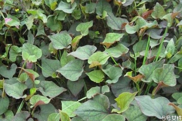 折耳根和魚(yú)腥草的區(qū)別 折耳根不適合哪些人吃 折耳根和魚(yú)腥草的區(qū)別 折耳根不適合哪些人吃