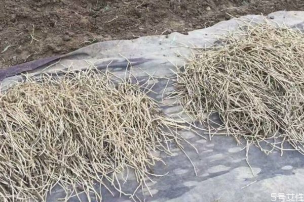 藜蒿根和魚腥草的區(qū)別 吃藜蒿根的好處 藜蒿根和魚腥草的區(qū)別 吃藜蒿根的好處