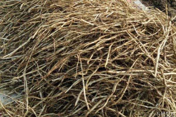 藜蒿根和魚腥草的區(qū)別 吃藜蒿根的好處 藜蒿根和魚腥草的區(qū)別 吃藜蒿根的好處