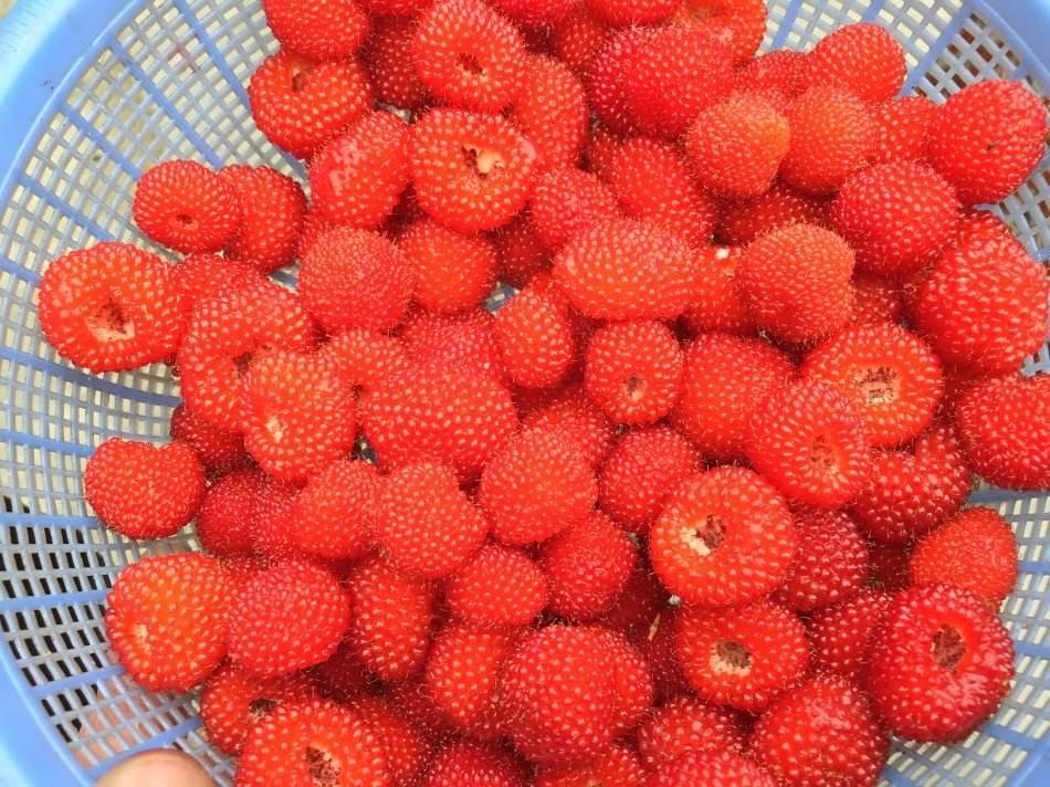 野草莓能榨汁嗎 吃野草莓會中毒嗎 野草莓能榨汁嗎 吃野草莓會中毒嗎