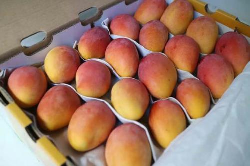 貴妃芒打的好吃還是小的好吃 貴妃芒幾月份好吃 貴妃芒打的好吃還是小的好吃 貴妃芒幾月份好吃