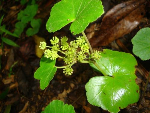馬蹄草可以做涼菜嗎 馬蹄草拌豆干好吃嗎 馬蹄草可以做涼菜嗎 馬蹄草拌豆干好吃嗎