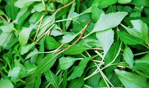 馬蘭頭什么季節(jié)吃 馬蘭頭過(guò)季了還能吃嗎 馬蘭頭什么季節(jié)吃 馬蘭頭過(guò)季了還能吃嗎