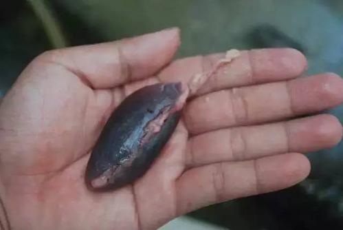 魚膽有毒嗎 魚膽中毒的表現(xiàn) 魚膽有毒嗎 魚膽中毒的表現(xiàn)