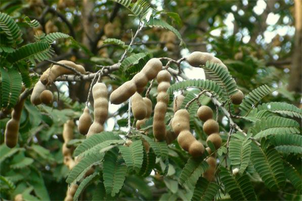 酸角多少錢一斤 酸角是酸性食物嗎 酸角多少錢一斤 酸角是酸性食物嗎