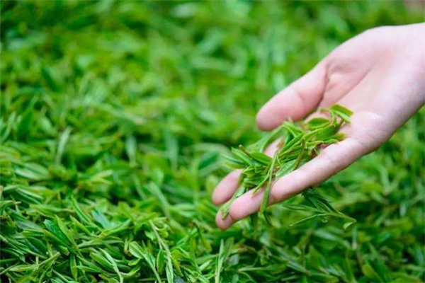 清明茶是紅茶還是綠茶 清明茶怎么沖泡 清明茶是紅茶還是綠茶 清明茶怎么沖泡