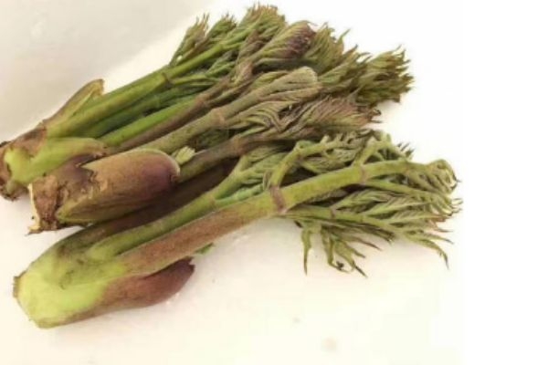 刺龍芽可以吃 刺龍芽有什么營養(yǎng)價(jià)值
