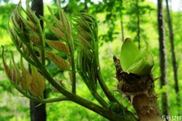 刺龍芽是香椿芽嗎 刺龍芽的食用注意 刺龍芽是香椿芽嗎 刺龍芽的食用注意