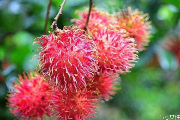 紅毛丹有酒味還能吃嗎 紅毛丹為什么會有酒味 紅毛丹有酒味還能吃嗎 紅毛丹為什么會有酒味