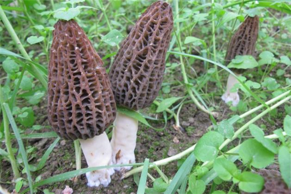 蕁麻疹可以吃羊肚菌嗎 吃羊肚菌會引起蕁麻疹嗎 蕁麻疹可以吃羊肚菌嗎 吃羊肚菌會引起蕁麻疹嗎