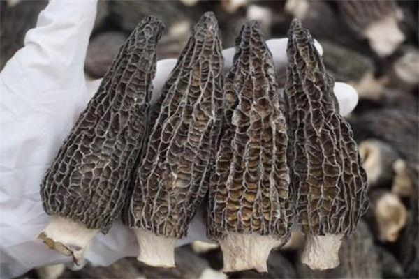 羊肚菌每天吃多少合適 羊肚菌吃了會中毒嗎 羊肚菌每天吃多少合適 羊肚菌吃了會中毒嗎