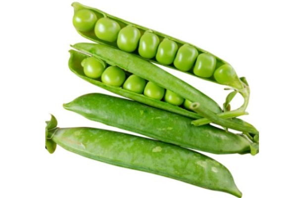 青豆發(fā)芽還能吃嗎 青豆怎么做好吃 青豆發(fā)芽還能吃嗎 青豆怎么做好吃